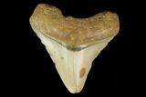 Fossil Megalodon Tooth - North Carolina #131563-1